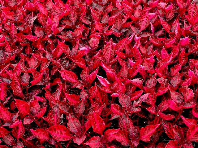 Iresine herbstii